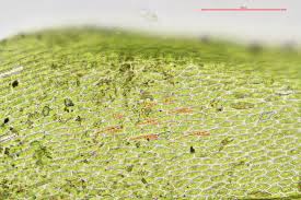 Attēlu rezultāti vaicājumam “Hygroamblystegium tenax”