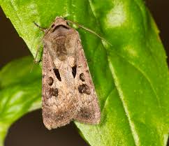 Attēlu rezultāti vaicājumam “Agrotis exclamationis”