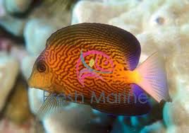 Image result for Ctenochaetus hawaiiensis