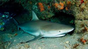 Image result for Carcharhinus perezii