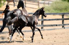 Image result for Bletchingly Badminton Club