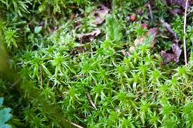 Attēlu rezultāti vaicājumam “Sphagnum subsecundum”