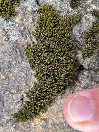 Attēlu rezultāti vaicājumam “Schistidium apocarpum”