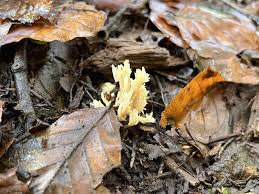 Attēlu rezultāti vaicājumam “Clavulina coralloides”