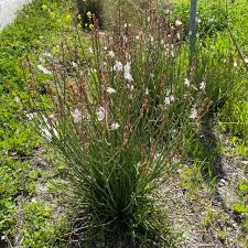 Image result for Asphodelus fistulosus