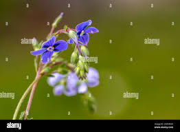 Attēlu rezultāti vaicājumam “Veronica agrestis flower”