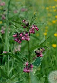 Attēlu rezultāti vaicājumam “Symphytum officinale flower”
