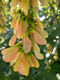 Attēlu rezultāti vaicājumam “Acer negundo fruit”
