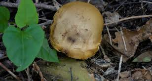 Attēlu rezultāti vaicājumam “Boletales”