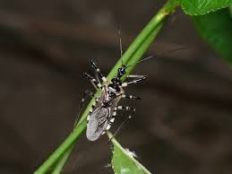 Attēlu rezultāti vaicājumam “Rhynocoris annulatus nymph”