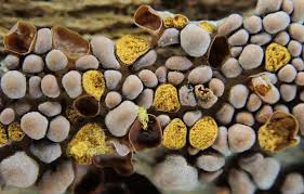 Attēlu rezultāti vaicājumam “Perichaena corticalis macro”