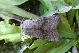 Attēlu rezultāti vaicājumam “Orthosia opima”