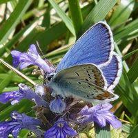 Attēlu rezultāti vaicājumam “Plebejus idas”