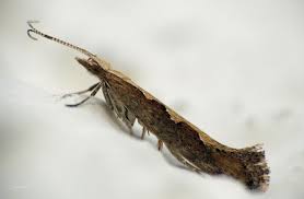 Attēlu rezultāti vaicājumam “Plutella xylostella”