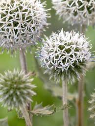 Attēlu rezultāti vaicājumam “Echinops sphaerocephalus”