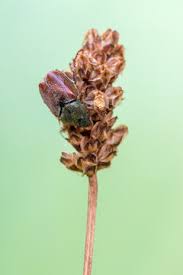 Attēlu rezultāti vaicājumam “Hoplia graminicola”