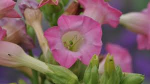 Attēlu rezultāti vaicājumam “Nicotiana tabacum flower”