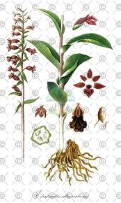 Attēlu rezultāti vaicājumam “Epipactis helleborine fruit”