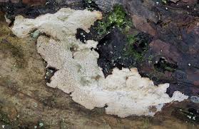 Attēlu rezultāti vaicājumam “Cystostereum murrayi”