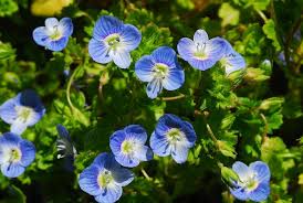 Attēlu rezultāti vaicājumam “Veronica persica flower”