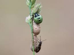 Attēlu rezultāti vaicājumam “Nithecus jacobaeae”