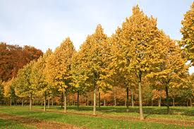 Attēlu rezultāti vaicājumam “Tilia tomentosa”