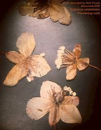 Attēlu rezultāti vaicājumam “Butomus umbellatus fruit”