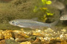 Image result for Chondrostoma nasus