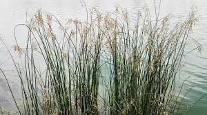 Attēlu rezultāti vaicājumam “Schoenoplectus lacustris subsp. glaucus bud”