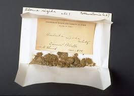 Attēlu rezultāti vaicājumam “Aloina rigida”