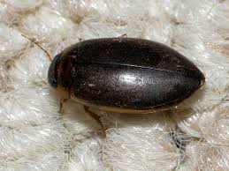 Attēlu rezultāti vaicājumam “Dytiscidae”