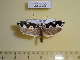 Attēlu rezultāti vaicājumam “Depressariidae”