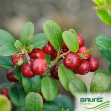 Attēlu rezultāti vaicājumam “Vaccinium vitis-idaea fruit”