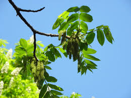 Attēlu rezultāti vaicājumam “Juglans regia”