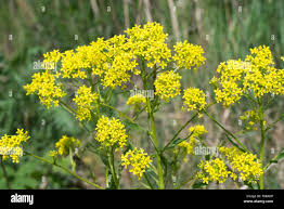 Attēlu rezultāti vaicājumam “Bunias orientalis flower”