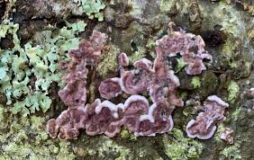 Attēlu rezultāti vaicājumam “Junghuhnia nitida”