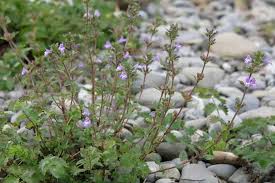 Attēlu rezultāti vaicājumam “Acinos arvensis”