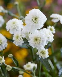 Attēlu rezultāti vaicājumam “Achillea ptarmica flower”