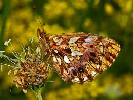 Attēlu rezultāti vaicājumam “Boloria titania underside”