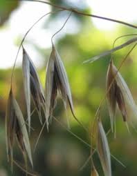 Image result for Campanula strigosa