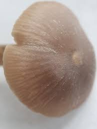 Attēlu rezultāti vaicājumam “Diderma subviridifuscum var. macrospora* spores”