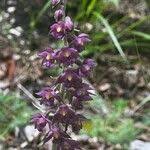 Attēlu rezultāti vaicājumam “Epipactis atrorubens fruit”