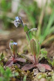 Attēlu rezultāti vaicājumam “Myosotis ramosissima flower”