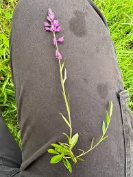 Attēlu rezultāti vaicājumam “Polygala comosa leaf”