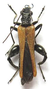 Attēlu rezultāti vaicājumam “Oedemera femorata”