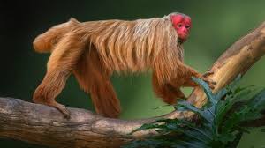 Attēlu rezultāti vaicājumam “Primates”