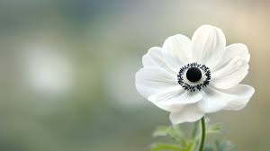 Image result for Anemonenarten