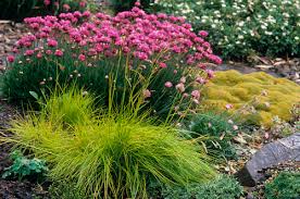 Attēlu rezultāti vaicājumam “Deschampsia flexuosa”