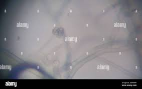 Attēlu rezultāti vaicājumam “Byssocorticium atrovirens”