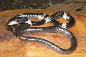 Attēlu rezultāti vaicājumam “Lycogala convexum”